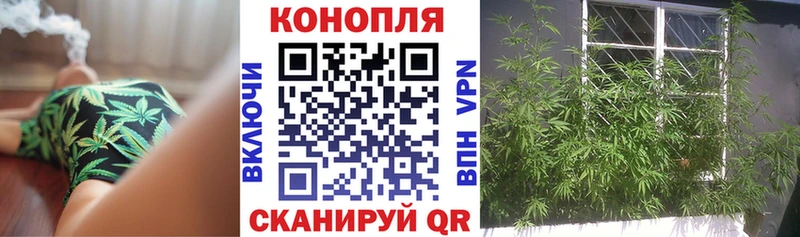 Конопля сатива Грязовец